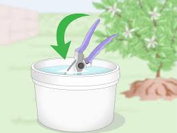 We did not find results for: 3 Ways To Disinfect Gardening Tools Wikihow