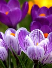 Obituary information for Audrey Jean Littau