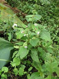 Image result for Adenostemma