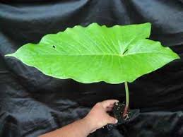 Image result for Sauromatum