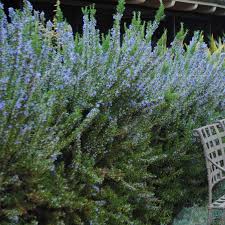 Image result for Rosmarinus officinalis