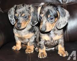 Dapple Dachshund Puppies For Sale In Washington Zoe Fans Blog Dapple Dachshund Puppy Dapple Dachshund Dachshund Puppies