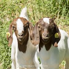 Minitag Ear Tags Ear Tag Sheep Breeds Sheep Ears