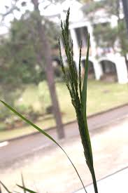 Image result for Panicum subalbidum