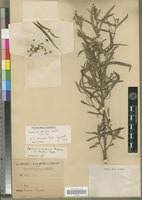 Image result for Caperonia serrata