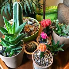 How long does it take for mealybugs to infest a cactus? What Is The Purpose Of Thorns On Cactus Plant Survival Characteristics
