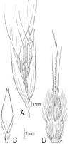 Image result for Rytidosperma davyi