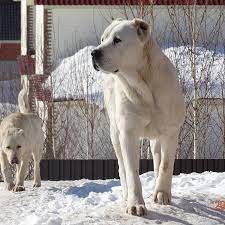 alabai kangal kopegi buyuk kopek irklari kopek