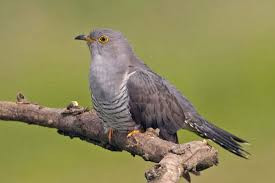 Deshalb wurde er zum vogel des jahres 2008 gewählt. Vogelwarte Ch Kuckuck