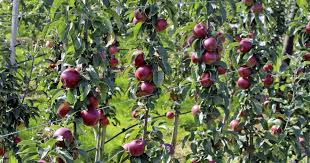 Saulenobst Richtig Schneiden Und Pflegen Obstbaume Pflanzen Pflanzen Wachsende Obstbaume