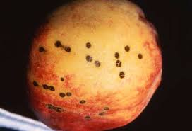 Consider having your fruit trees professionally treated. Scab Of Peach Nectarine Plum And Apricot Ohioline