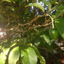 Image result for Tabernanthe elliptica