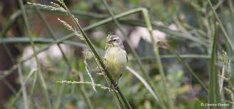 Image result for Setaria grandis