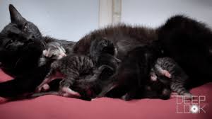 If the kittens have been eating on a regular schedule, you can set down a dish of wet cat food in front of them at the time when they would usually nurse. How Kittens Go From Clueless To Cute Kqed