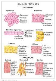 Animal tissues are 4 types: Animal Tissues Study Biology Biology Lessons Tissue Biology