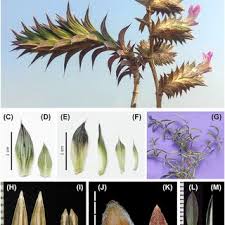 Image result for Lepidagathis andersoniana