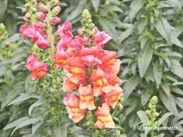 Growing And Caring For Dazzling Snapdragons Snapdragon Flowers Flower Care Annual Flowers
