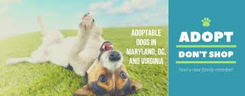 Baltimore county shelter is full and these adoptable pups are in danger because they have been there the longest :( go meet your new best friend tomorrow from noon to 5pm. Adoptable Dogs In Maryland Dc And Virginia Home Facebook