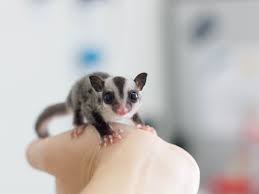 Bml Diet For Sugar Gliders Recipe