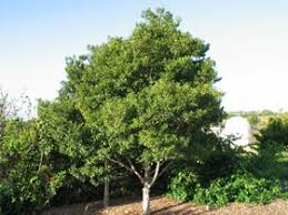 Image result for Psydrax fragrantissima