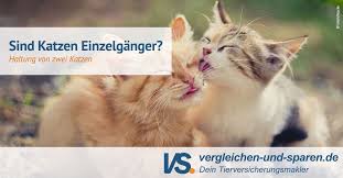 Böse meint das kätzchen es also beobachte doch einmal genau, wann mira josie attackiert. Warum Sind Zwei Katzen Oft Besser Als Eine Katze Vs