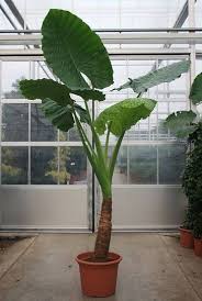 Alocasia Macrorrhiza 275 Cm Kopen Tropical House Plants Planting Flowers Indoor Plants