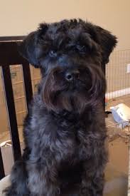 Black And White Schnauzer Pictures Mini Schnauzer This Is Little Mason Who Is Sweet And Darling Miniature Schnauzer Schnauzer Mini Schnauzer