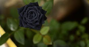 Learn vocabulary, terms and more with flashcards, games and other study tools. 11 Types Of Black Flowers Proflowers Blog