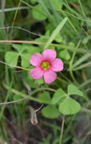 Image result for Oxalis obliquifolia