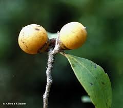 Image result for Diospyros gabunensis