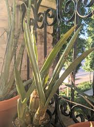 Image result for Eulophia petersii