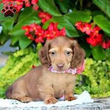 Browse thru our id verified puppy for sale listings to find your perfect puppy in your area. 2fxfdvrypfhhem