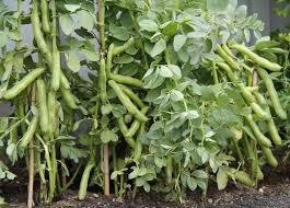 Freshly picked broad beans are a spring treat. How To Grow Broad Beans Fava Beans Harvest To Table
