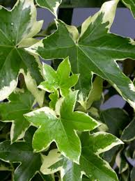 Image result for × Fatshedera