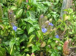 Image result for Rungia