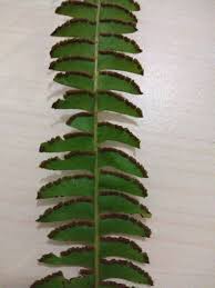 Image result for Lindsaeaceae