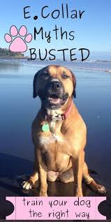 Electric Dog Collars Nz Busting The Myths You May Just Be Shocked Electric Dog Collar Dog Training Collar Dog Shock Collar