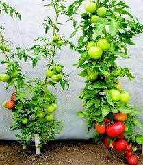 Your pineapple plant will not continue to produce more slips if you remove them as it does with suckers. Tomato Pruning Best Practices Watters Garden Center