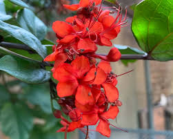 Image result for Clerodendrum splendens