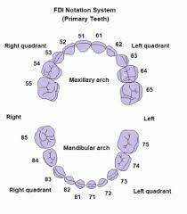 Although it is relatively new compared to other systems, it is popular among dentists in the united kingdom. Teeth Names And Numbering Systems You Need To Know Dental Education Hub