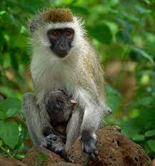 Awf Check Out The Vervet Monkey Vervet Monkey Monkey Animals Wild