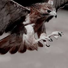 Birds Of A Feather Odyssey Zdjecia Do Estetykow I Okladek Trzydziesci Cztery In 2020 Character Aesthetic Assassins Creed Odyssey Wrath And The Dawn