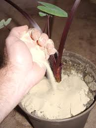 Besides being annoying, this feeding behavior can. Fighting The Fungus Gnats Garden Housecalls