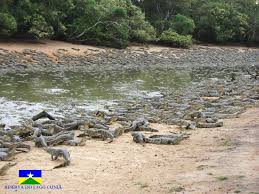 Amazônia: o melhor da Navegação; notícias & turismo - #RESERVA DO LAGO CUNIÃ  EM RONDÔNIA A Natureza preservada, e terra dos jacarés, so um avetureiro  corajoso pra dar uma volta nos Igarapés