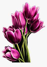 Papan terbaik milik bunga tulip. Tulips Flowers Purple Beautiful Boquet Freetoedit Bunga Tulip Pink Png Transparent Png Transparent Png Image Pngitem