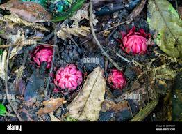 Image result for Thonningia