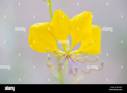 Image result for Cleome angustifolia