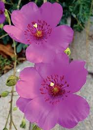 Calandrinia Spectabilis Rose Like Flowers Water Wise Plants Plants
