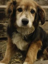 Full Grown Black And Brown Beagle Mixed Breed Dog Golden Retriever Beagle Mix Cute Animals Animals