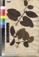 Image result for Saba comorensis